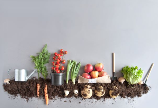 Things To Consider When You Pick Vegetables To Plant In Your Garden