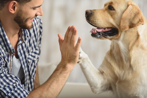 How to boost your dog’s immune system naturally