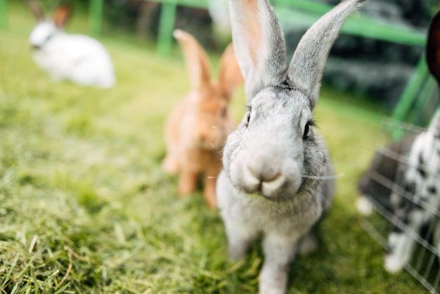 Rabbit Ownership in a Post-Pandemic World: Adjusting and Adapting