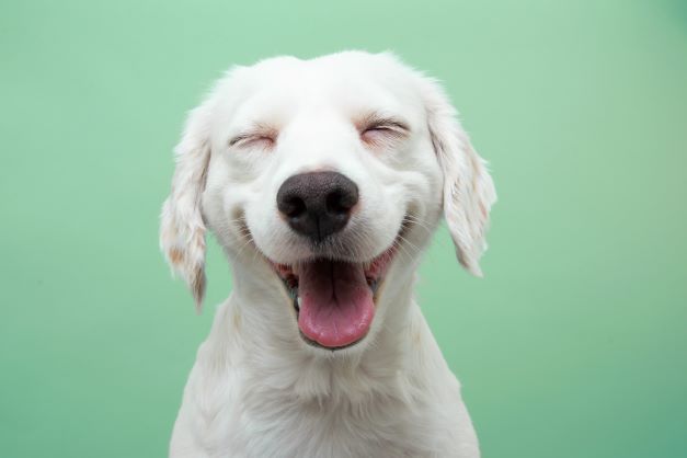 Top Dental Tips: Let Your Pets Teeth Shine