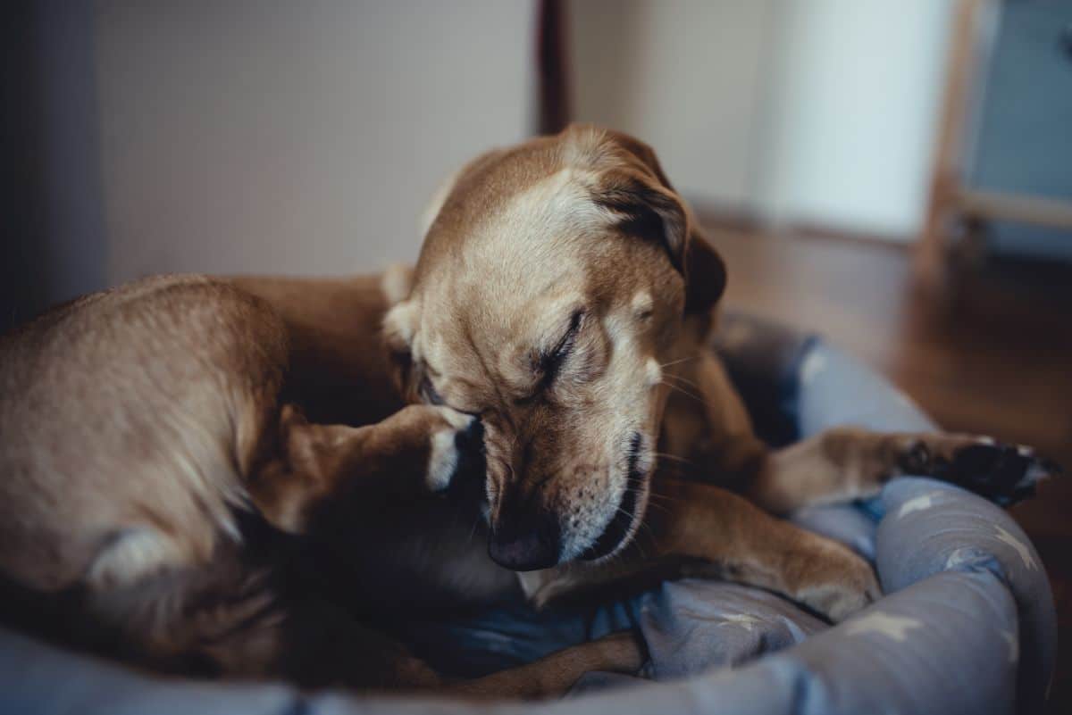 Why Some Dogs Can’t Stop Scratching Through the Night